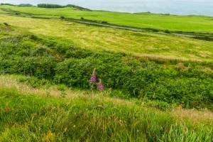 The view south-east from the castle earthworks
