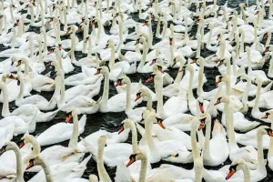 Swans feeding at the Abbotsbury Swannery