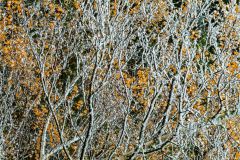 Icy branches in early winter