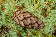 A pine cone lies in a bed of moss