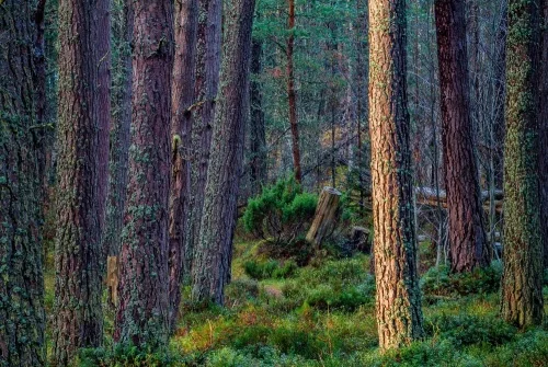 Sunlight highlights a pine tree