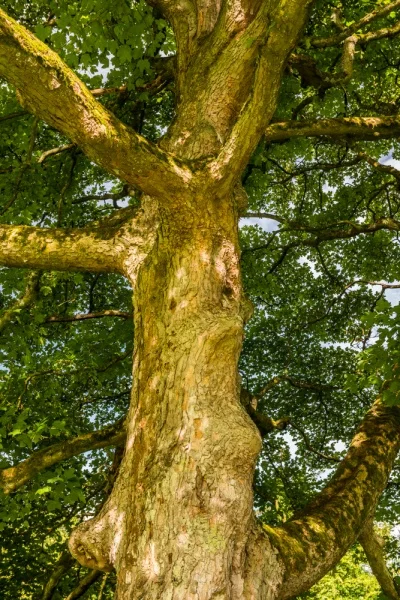 An old oak spreads its branches