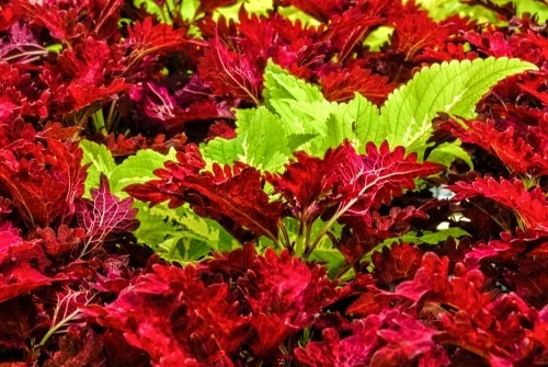 Lush spring colours at Ardencraig