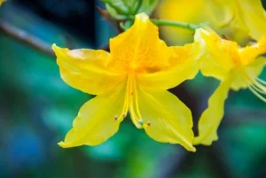 Ardkinglas offers colour at almost any season