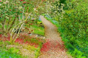 Woodland path strewn with flower petals