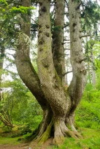 The Ardkinglas Silver Fir, desinated one of Britains top 50 trees