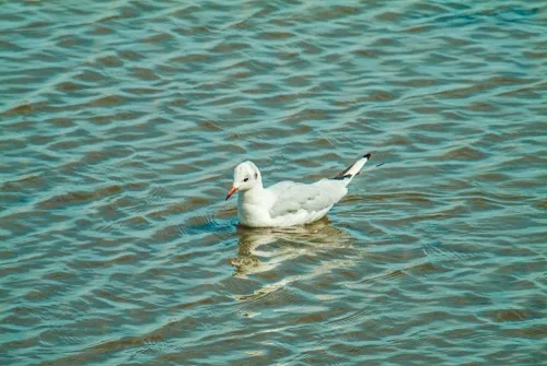 Birds abound in Poole Harbour