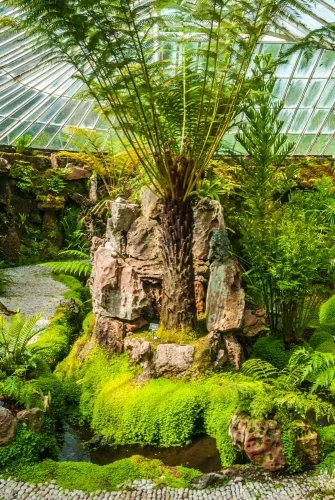 The King Fern in the sunken fernery