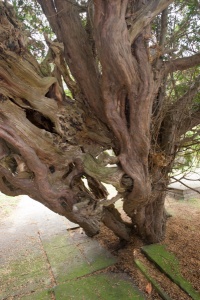 The ancient yew tree