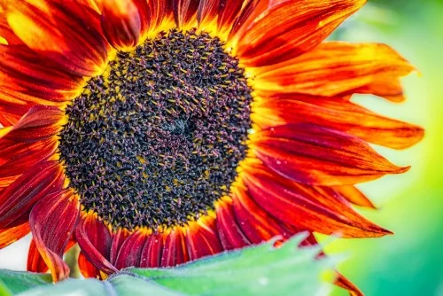 A sunflower in the Dahlia Border