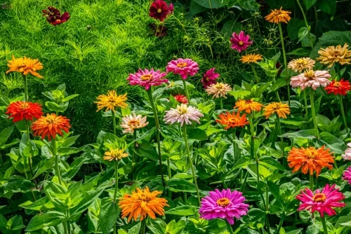 The Annual Border in summer