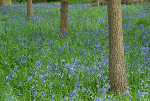 Bluebells on the woodland walk