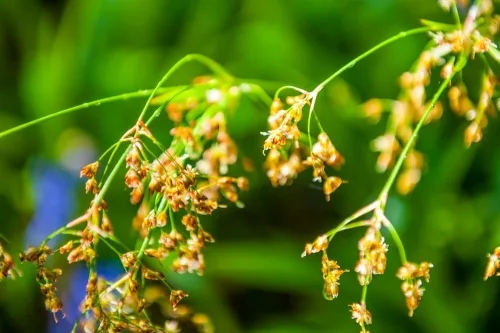 Spring flowers along the woodland trail
