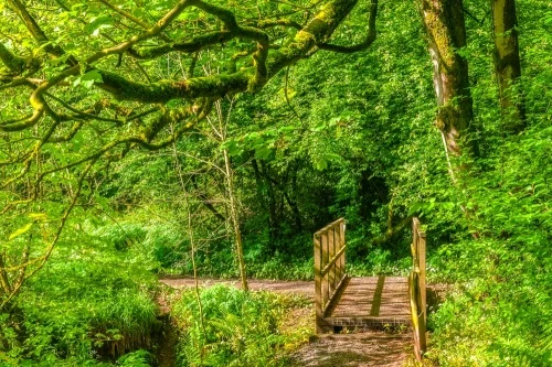 A woodland footbridge