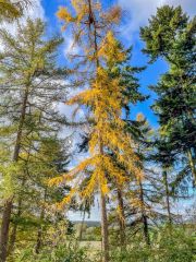 Autumn colours in late October