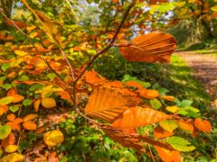 More autumn leaves at Badbury