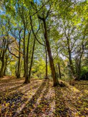 October sunlight through the trees