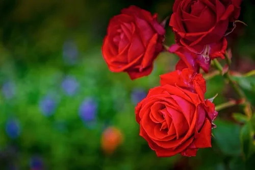 Ballindalloch Roses in the rose garden