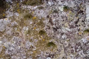 Cup marks in one of the standing stones