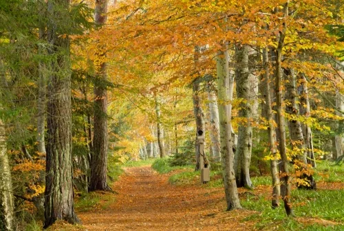 The riverside walk in autumn