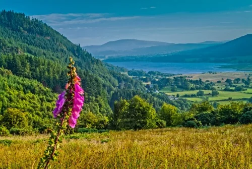 Bassenthwaite from Whinlatter Pass