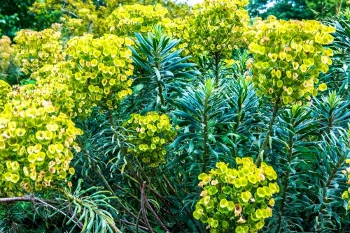 The Victorian sub-tropical gardens
