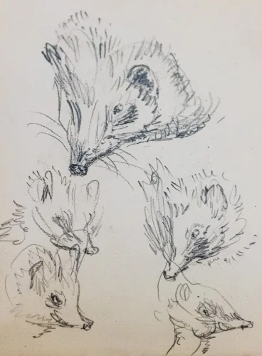 Hedgehog sketches, 1904