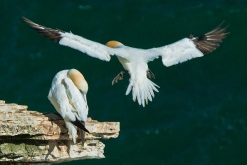 Bempton Cliffs RSPB Nature Reserve