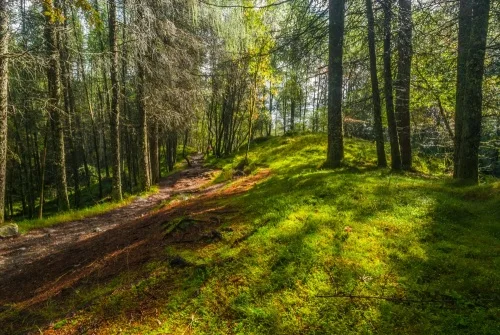 The trail winds through pleasant woodland