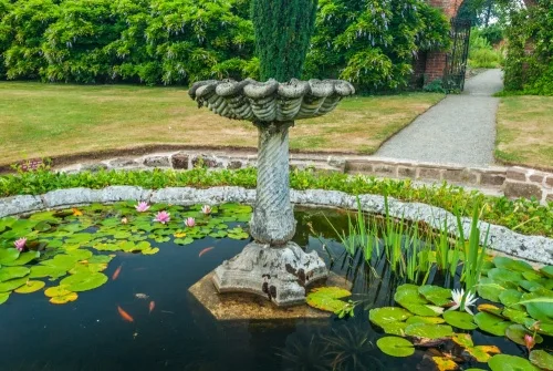 A garden lily pond