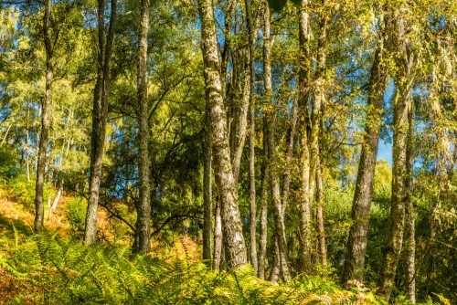 Woodland in the Upper Birks