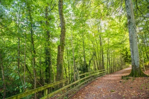 The Lower Birks woodland