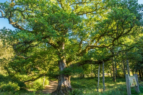 The Birnam Oak