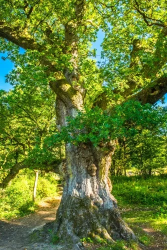 The Birnam Oak