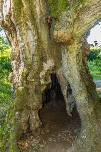 The hollow trunk of the Birnam Oak