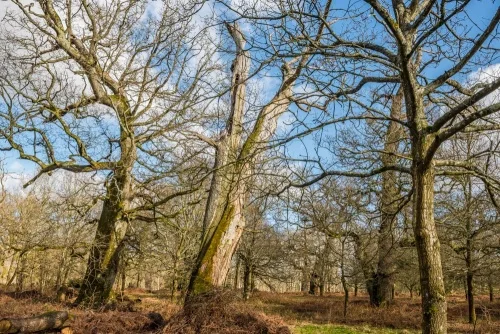 High Park, Henry I's former hunting forest