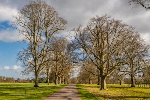 The paved path through Blenheim Park