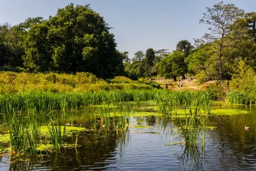 The River Lin in Little Matlock