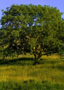 A tree on Bredon Hill