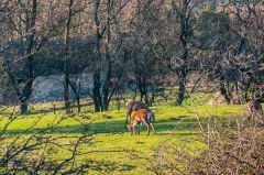 Deer grazing in the deer park