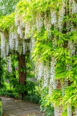 The wisteria pergola