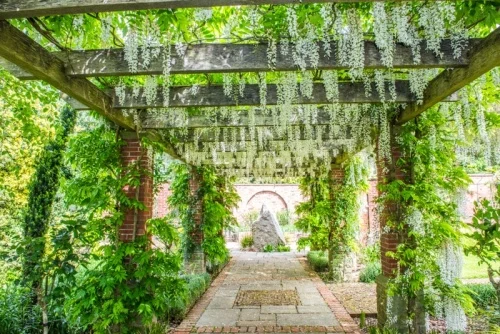 Wisteria drapes the garden pergola