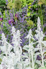 Colourful borders below the house