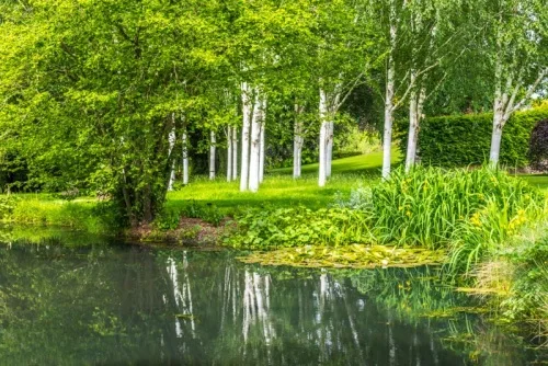 The stand of paper birch and the bog garden