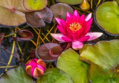 Water lilies in a small pool near the house