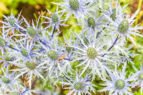 Summer thistles in bloom