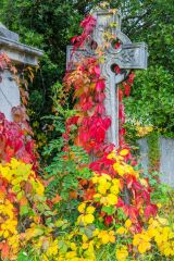 Autumn colour in the cemetery