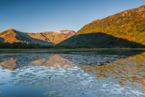 Water lilies on Brothers Water