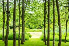 The 'Mezquita' and Strongacre Pool