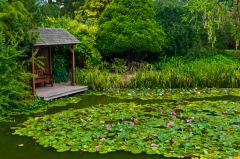 A garden seat by the lily pond